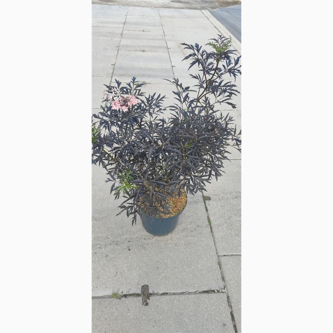 Fläder – Sambucus nigra 'Black Lace'® - C10 60-80 CM